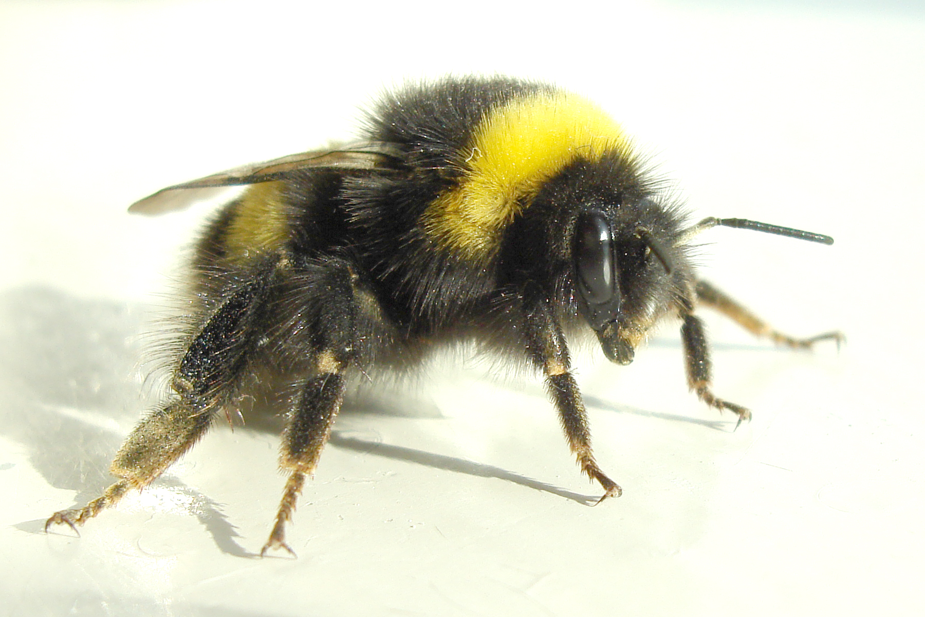Bumblebee_2007-04-19