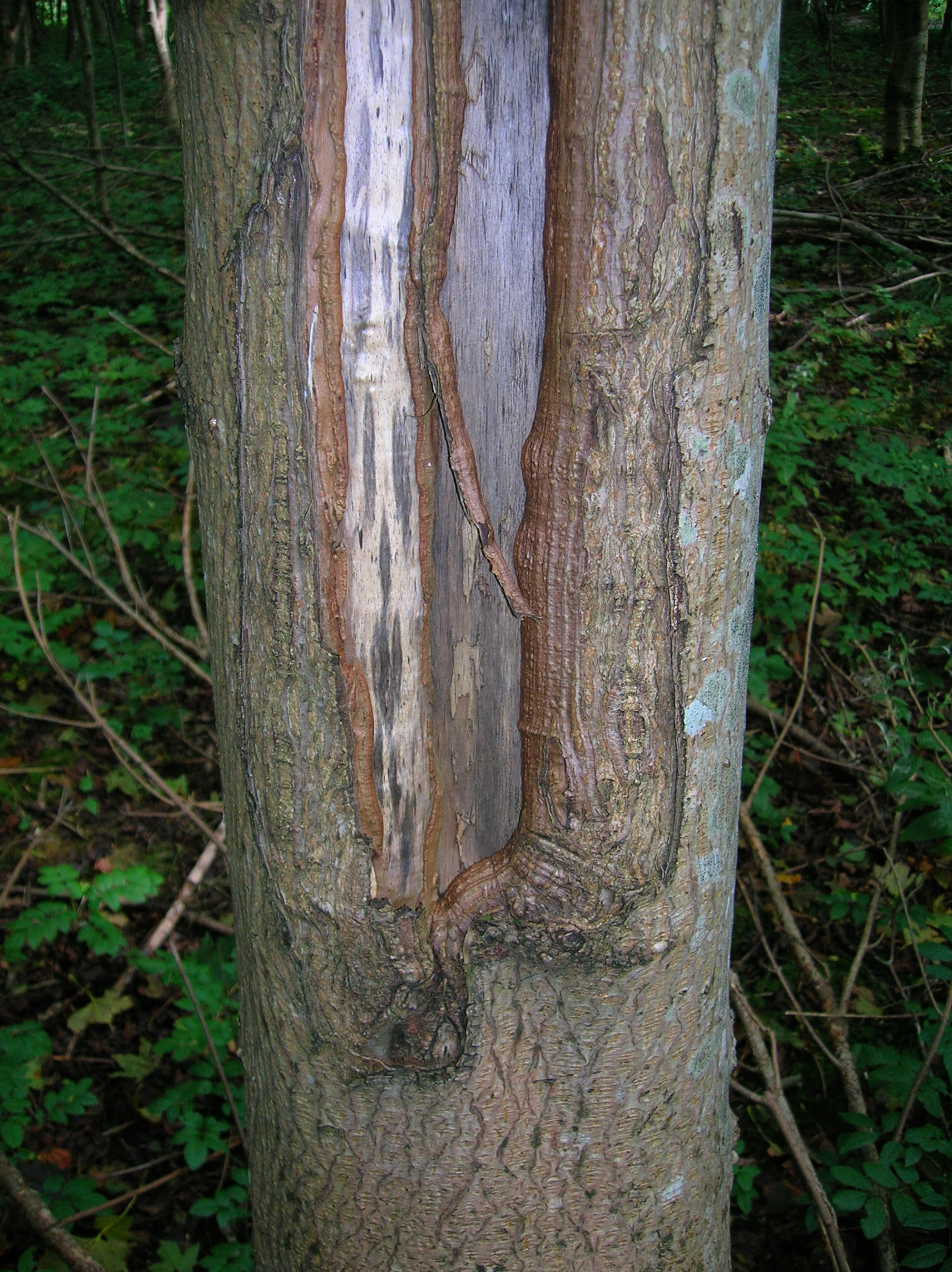 Maple Bark Cracking