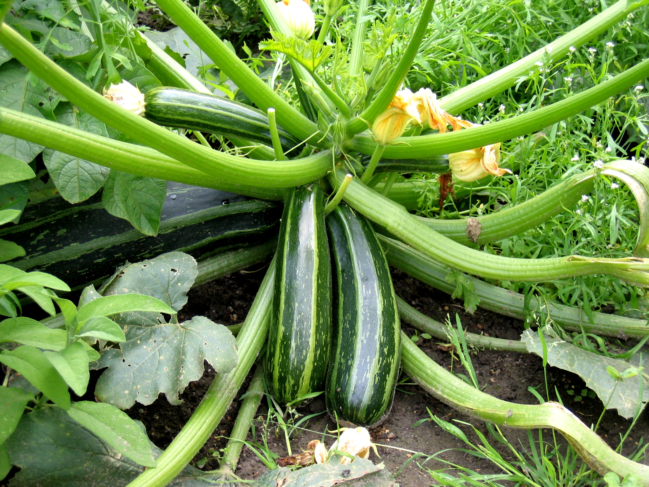 growing-zucchini