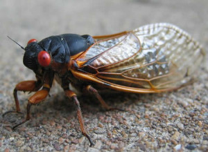cicada83